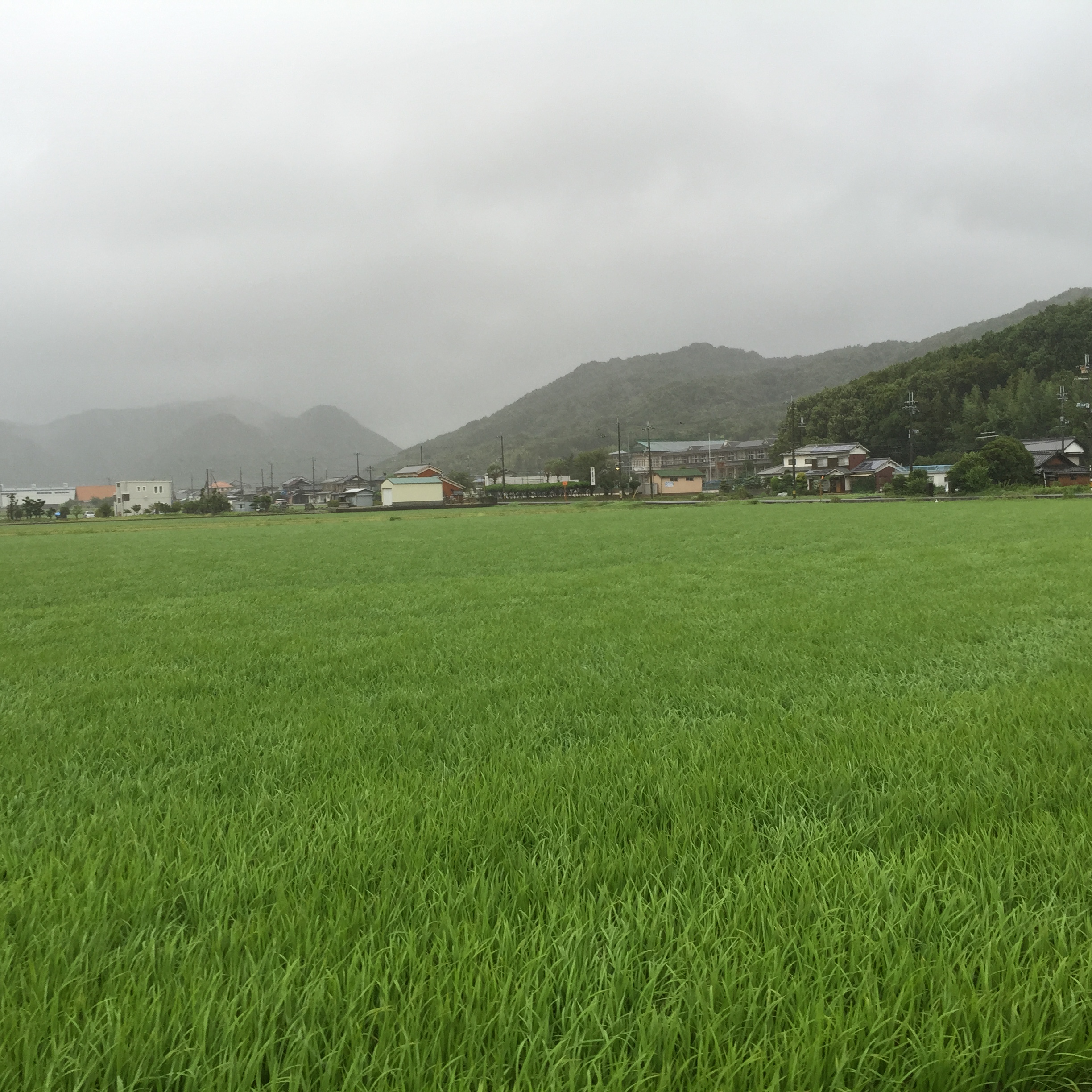 15 07 17 台風の時の写真です 日革研究所のダニチャンネル